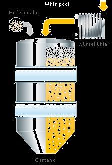 Mikrobio 1: Prokaryoten krew, FS 13, Seite 37 4. Schritt: Das Jungbier erlangt seine Reife In den Lagertanks der Brauerei gärt das Jungbier mehrere Wochen bis zu seiner vollen Reife nach.