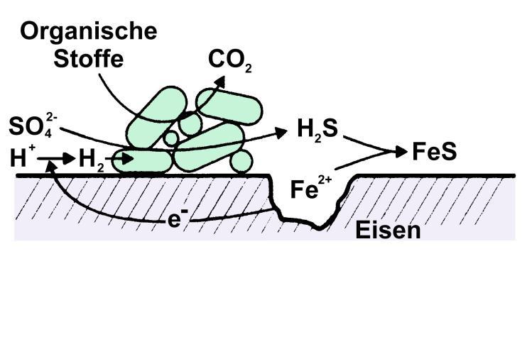 Fritsche 1999 Mikrobio 1: Prokaryoten krew, FS 13, Seite 49 e) Sulfatreduzenten Habitate: Stoffwechsel: Organische Stoffe als Energie- und C-Quelle, Sulfat als Oxidationsmittel (siehe Sulfatatmung, 3.