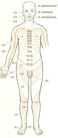 Querschnittsyndrom BSR TSR PrR BHR