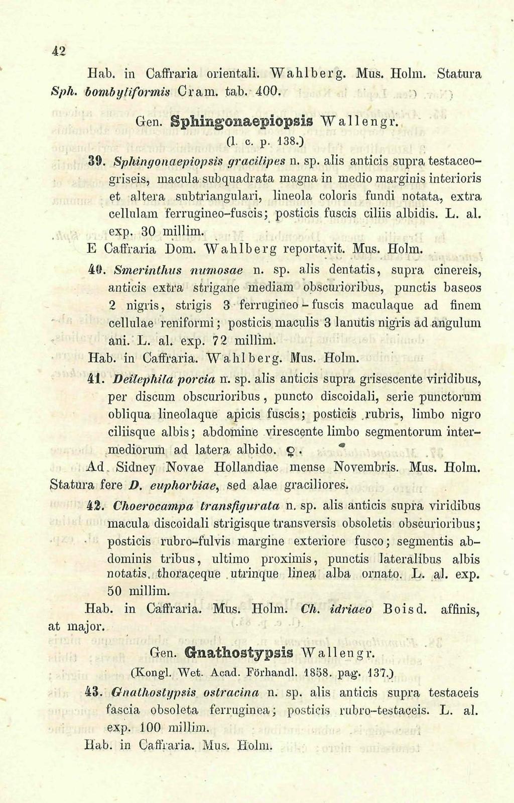 download unter www.biologiezentrum.at 42 Hab. in Caffraria orientali. Wahlberg. Mus. Holm. Statura Sph. bombyliformis Cram. tab. 400.,, Gen. Sphingonaepiopsis Wallengr. (1. c p. 438.) 39.