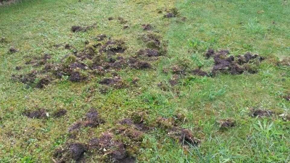 Wild orten Wildschweinschäden auf einer Weide Graben nach