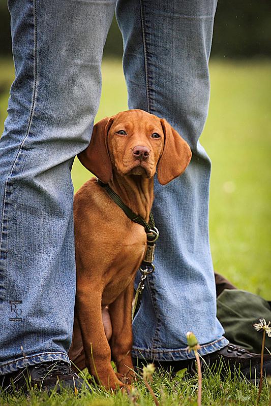 13. Tierschutz 1 und 2 Tierschutzgesetz Wie bei allen Tierhaltungen ist selbstverständlich auch bei der Hundehaltung das Tierschutzgesetz zu beachten.