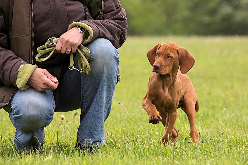 Hundebegegnungen: Qualität statt Quantität Auf Spaziergängen mit dem Hund hat Ihr Vierbeiner Sozialkontakte. Hier kommt es darauf an, wie diese Begegnungen ablaufen.