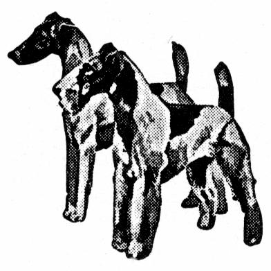 Deutscher Foxterrier Verband e. V. (DFV) Mitglied im Verband für das Deutsche Hundewesen e.v.