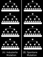 Zwei mögliche Versuchsergebnisse: (A)Wenn die Mutationen durch das Hinzufügen der Phagen induziert werden, tritt in jeder Kultur eine ähnliche Zahl von resistenten Bakterien auf.