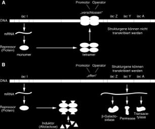 Regulatorgenen, Operatoren, Promotoren, Strukturgenen und
