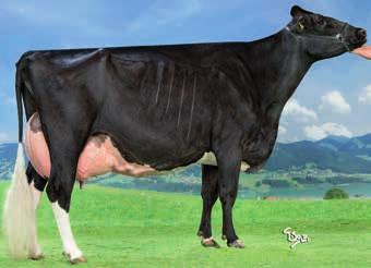 Milch Belegfähige Goldchip-Tochter aus einer der besten österreichischen Kuhfamilien ERBACRES DAMION MADLEN VG-85 AT 903.173.472 V: MANDINGO HL 4 11.398 4,48 511 3,51 400 11/10 La 10.