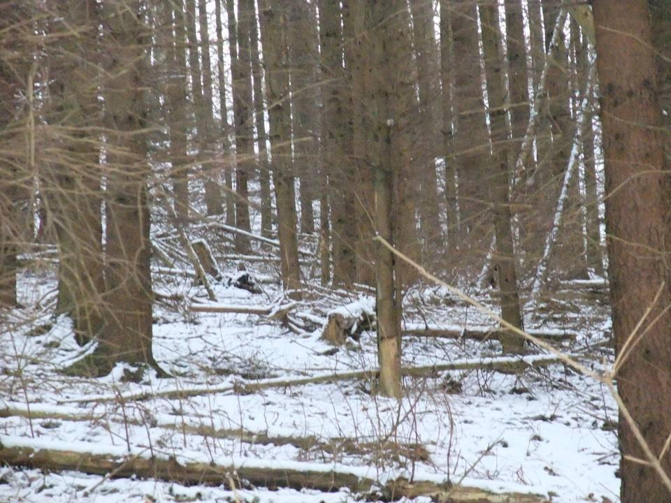 Besucherlenkung Waldkultur (Wegekreuze, hist.