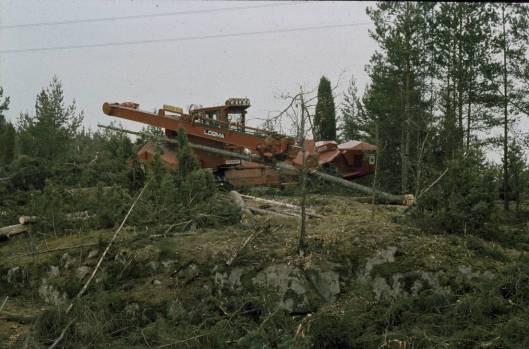 Abschied vom Dauerwald ab 1980.