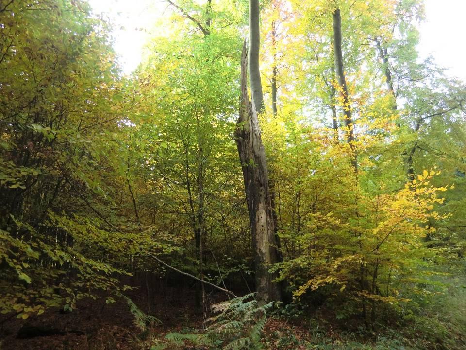 Ziele der naturgemäßen Waldwirtschaft Den Wald
