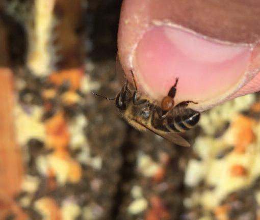 Durch die intensive Bruttätigkeit gibt es große Brutflächen. Übereifer ist bei einem Bienenvolk also teilweise auch eines der Warnzeichen für den Imker.