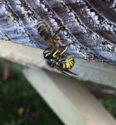 Wespen interessieren sich für die Flugmuskulatur der Bienen (Eiweiß). Oxalsäure (Varro- Med) als Flüssig - lösung in die Wabengassen.