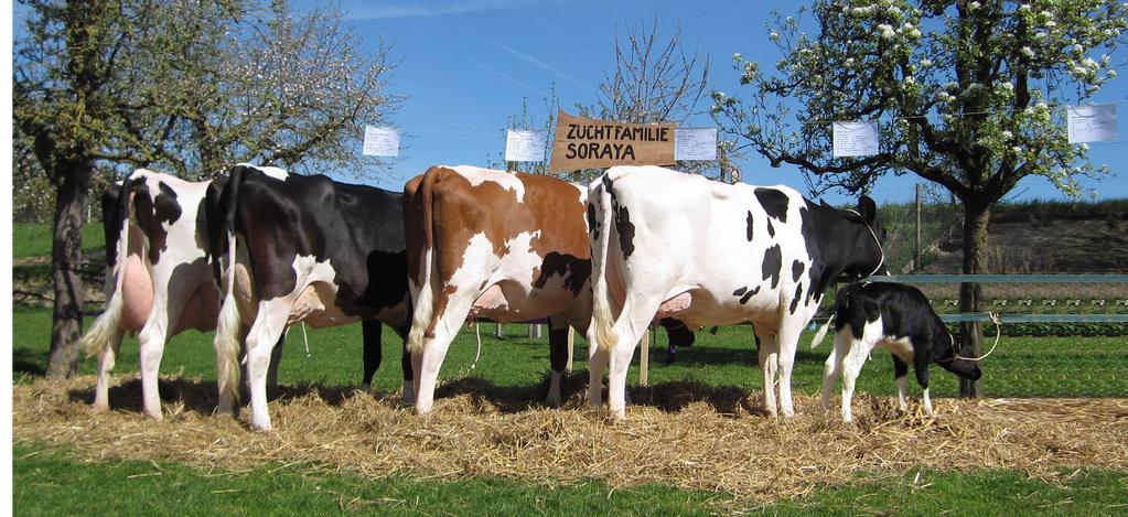 CAKE BLOC Ferien Für Kühe und Rinder in der Galtphase. Calciumarm. Für eine bedarfsdeckende Versorgung mit Selen und Vitamin E. symptome und eine erfolgreiche Belegung werden geschaffen.