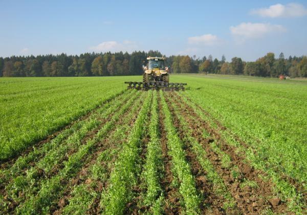 Strip Tillage