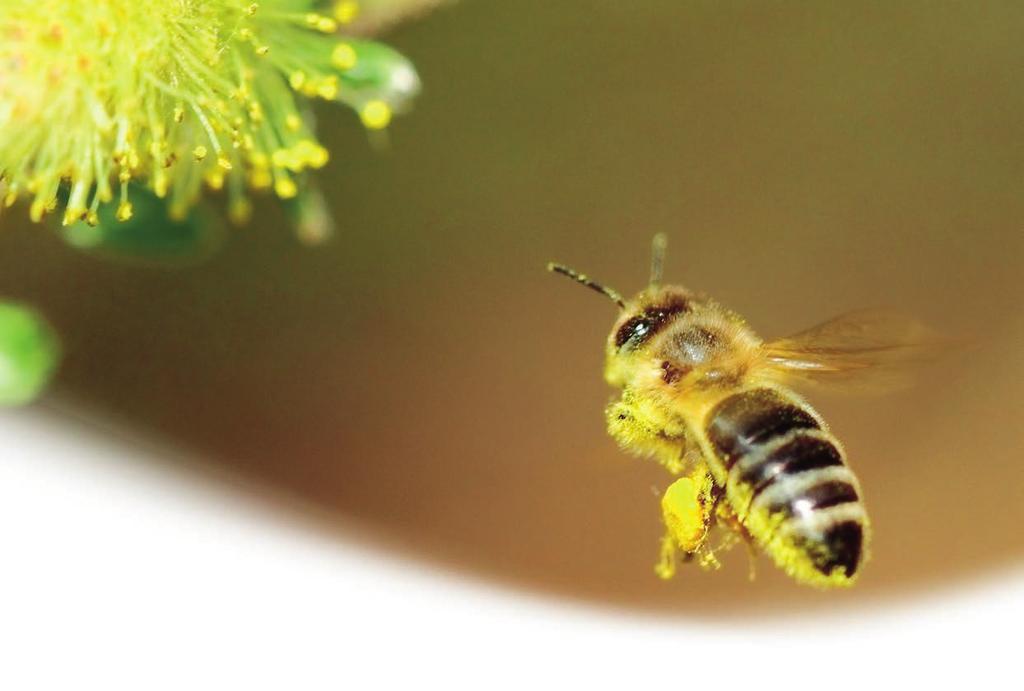 Vol. 9, N o 1, 2014 Bienen und andere Bestäuber: Bedeutung für Landwirtschaft und Biodiversität Bedeutung der Bestäubung Landwirtschaft und Ernährung Honigbienen und andere Insekten erbringen durch