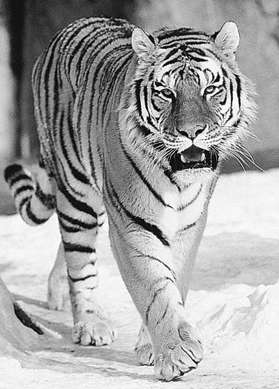 Tiger pásavý usurijský nazývaný aj tigrom sibírskym, je najväčšou ţijúcou mačkovitou šelmou. V prírode je však natoľko vzácny, ţe v zoologických záhradách ţije omnoho viac exemplárov neţ na slobode.