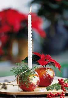Seit den 0er-Jahren ist der Weihnachtsstern als Zimmerpflanze erhältlich und begleitet seitdem Familien auf der ganzen Welt durch die Adventszeit.