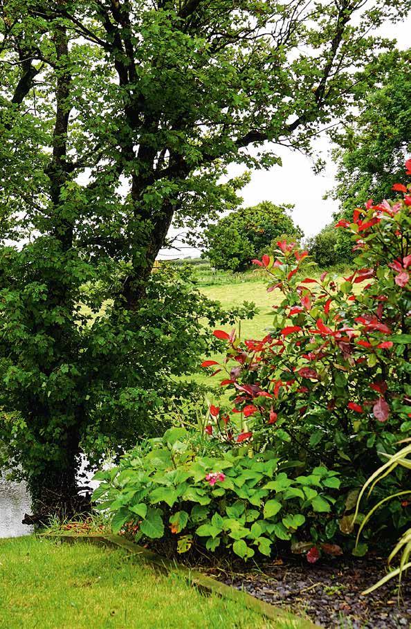 Mit ipps MFH & ricks DR RDAUNOGNN durchs Gartenjahr GARNANDR 0 Monat für Monat, ag für ag wunderschöne Bilder, ipps, ricks und wertvolle nformationen, um hre Blumen, Gemüsepflanzen und räuter