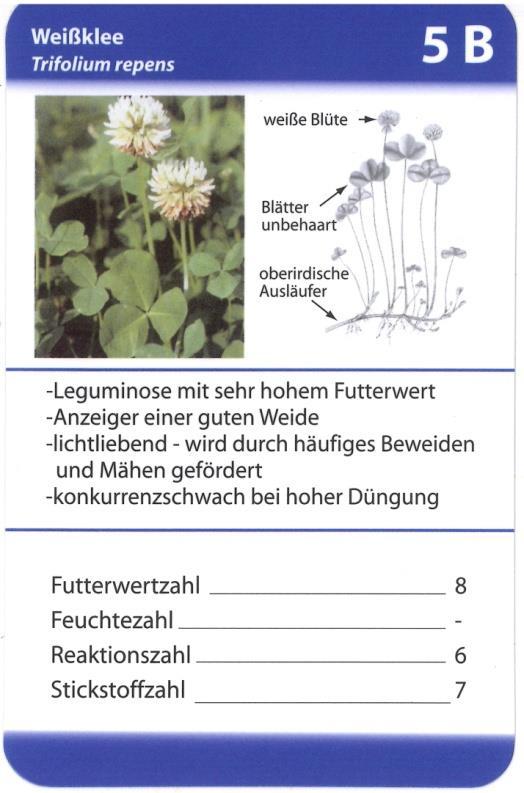 (Lotus corniculatus) Ihre