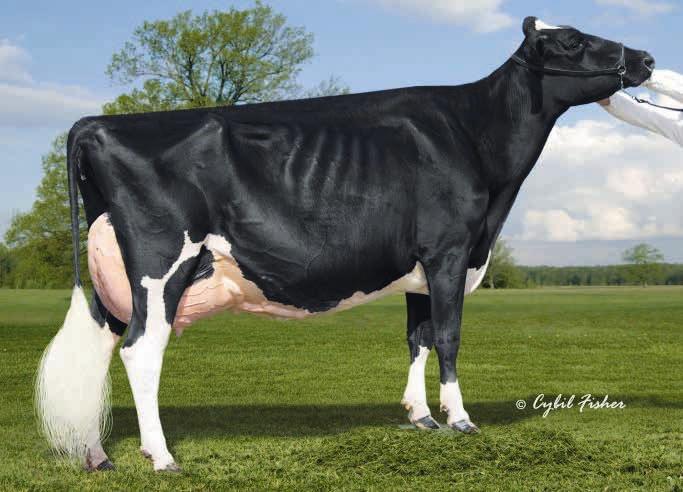 old World Dairy Expo 2013 Reserve All-American Junior 3-yr.