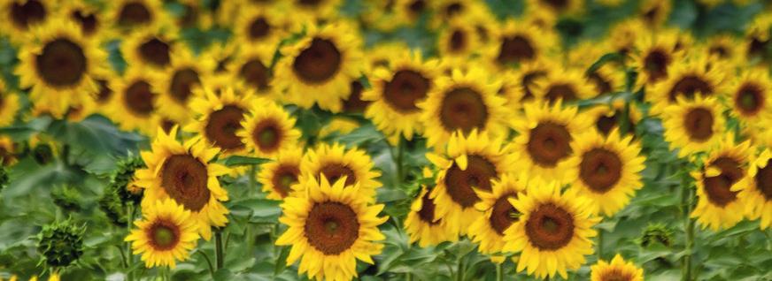 Sonnenblumen / Leguminosen Sonnenblumen Entwicklungsstadium Produkte kg/ha Bemerkungen Zur Saat Polyvalent 5.10.28 + 2 Mg + 6 S + 0.