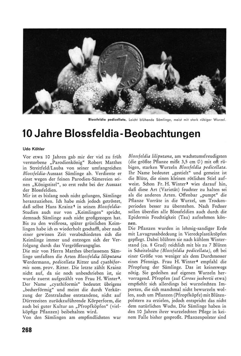 Blossfeldia pedicellata. Leicht blühende Sämlinge, meist mit stark rübiger Wurzel.