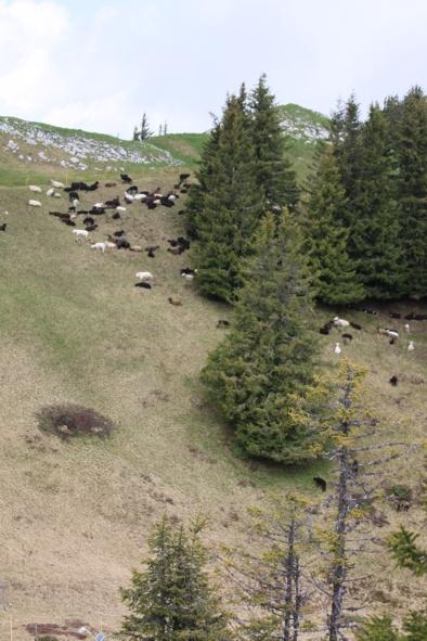 Besuch vom 10. Juni 2012 Angewöhnungsphase der Herdenschutzhunde und Schafe Am 9. Juni fand auf der Alp Grön der Alpaufzug der Schafherde statt.