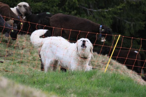 Sobald wir aber wieder aufstanden und näher an den Zaun kamen, rannte Zora sofort wieder laut bellend auf uns zu, während Laika jeweils bei den Schafen blieb. Das ist gute Teamarbeit!