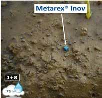 Metarex Inov Unschlagbar schnelle Wirkung gegen alle Schnecken-Arten in vielen Kulturen!