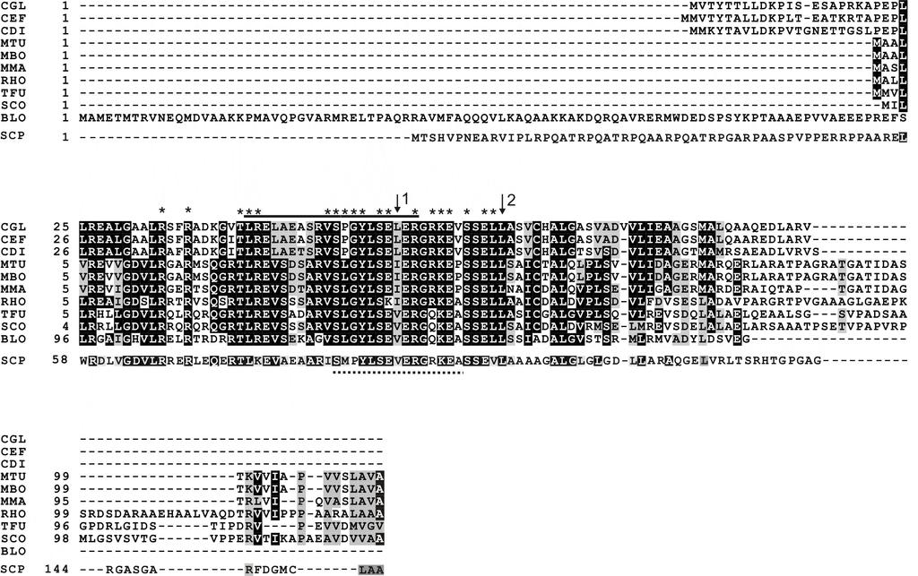 Ergebnisse 79 Abb. 28: Alignment von ClgR-Proteinen aus verschiedenen Actinomyceten. Die Aminosäuresequenz von ClgR aus C. glutamicum (CGL) wurde mit denen der ClgR-Proteine von C. efficiens (CEF), C.