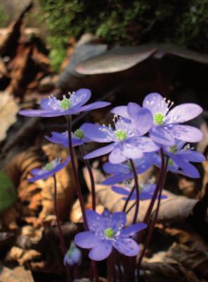 Die Blaublume Blume des Jahres 2013 Die Blaublume ist etwas für Walddetektive. Die Pflanze ist sehr selten. Sie ist vom Aussterben bedroht.