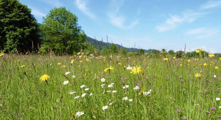 B Erhaltung und Pflege der Kulturlandschaft und besonders geschützter Lebensräume im Grünland Eine zentrale gesellschaftliche Herausforderung ist der Klimaschutz.