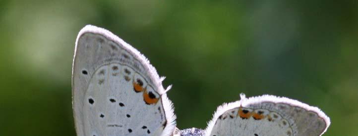Bestimmungstipp Eine Falterart war in diesem Jahr immer mal wieder Thema bei den Schmetterlingsspezialisten.