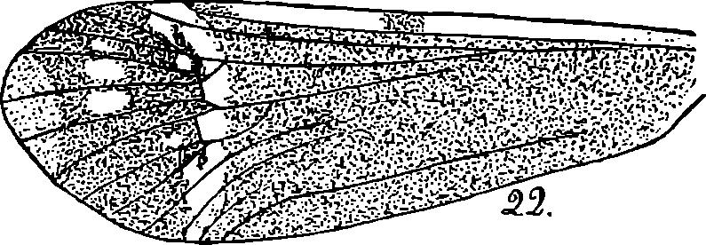 Entomolog. Mitteilungen XVI, 1927, Nr. 1. 43 maculis ellipticis albis in cellulis apicalibus III et IV, ápice ipso pallido in cellulis III, IV, V, aliis minoribus.