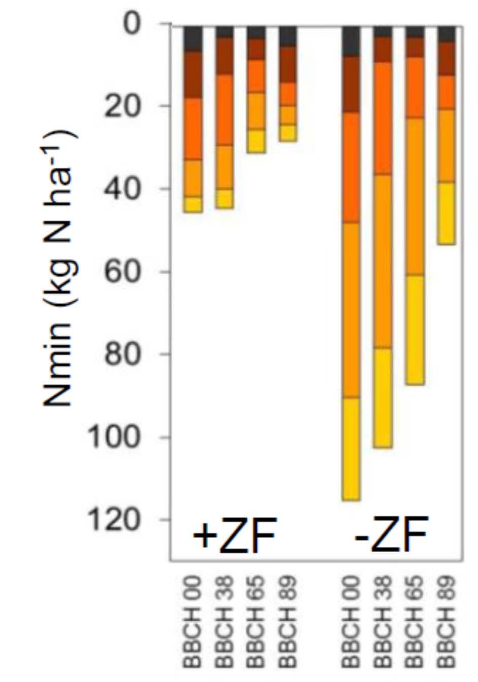 Abb. 25: Nmin-Vorrat im Boden unter Ackerbohne nach Zwischenfruchtanbau (+ZF) und