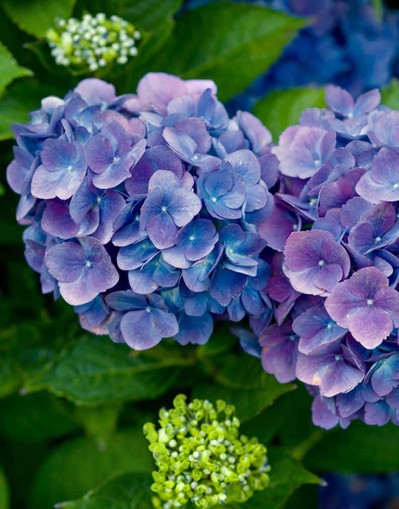HORTENSIEN Rainer Maria Rilke widmete den Hortensien ein Sonett, das ihre wunderbaren Farben im Blühen und auch im Vergehen beschreibt.