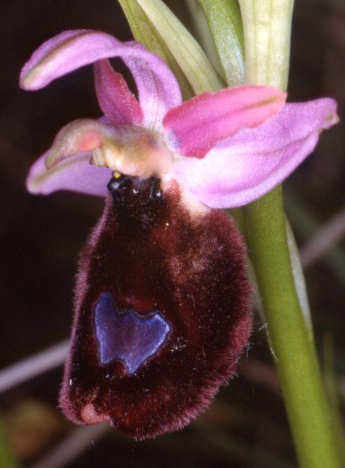 73 schöne Orchideenart finden wir Ophrys aurelia, die hier gerade aufzublühen beginnt und auffallend große Blüten trägt.