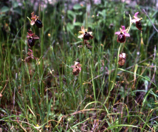78 Ophrys