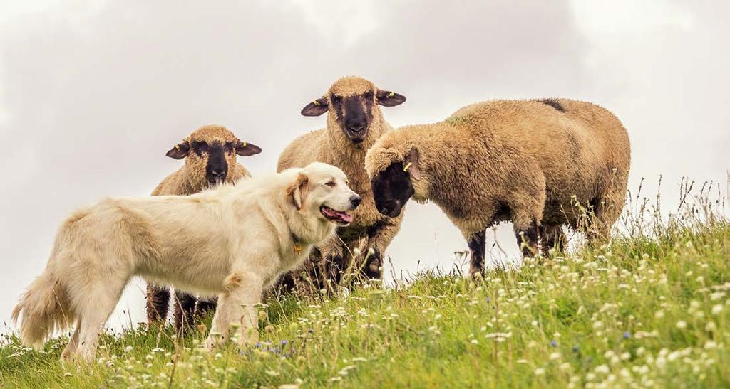 Herdenschutz Der Einsatz von Herdenschutzhunden (hier: französischer Pyrenäenberghund) als wirkungsvolle Maßnahme der Abwehr von Beutegreifern gewinnt deutschlandweit an Bedeutung.