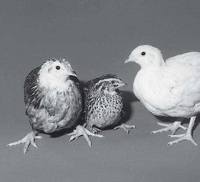 9 Abb. 2a Huhn Wachtel Kreuzungen rechts und links, Japanische Wachtel (CCJ) in der Mitte. Die Wachteln gehören zur Unterfamilie der Feldhühner (Perdicinae).