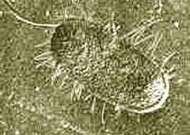 Escherichia coli Familie: Enterobacteriaceae Gattung: Escherichia peritrich begeißelt Gram-negativ bewegliche