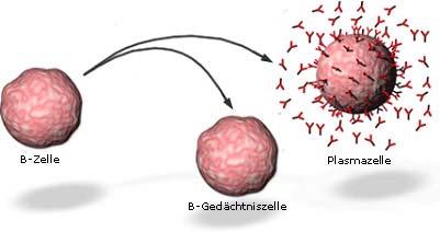 Erworbenes Immunsystem: B-Zellen (B-Lymphozyten) Echte