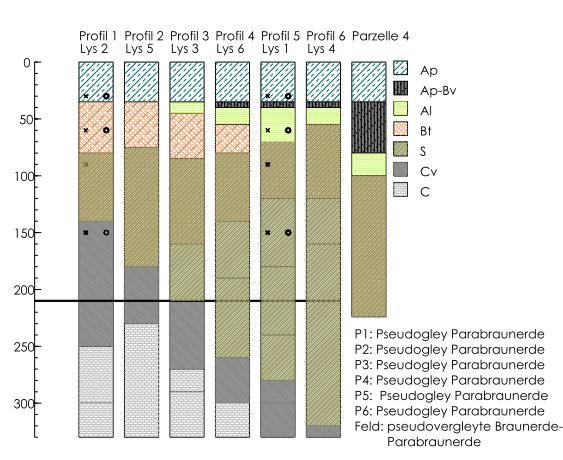 Abb. 1: Horizonte und Bodentypen der wägbaren Lysimeter sowie eines außerhalb angelegten Profils (Parzelle 4) (Dechow 2007) Die Bodenarten in den Lysimetern sind vorwiegend schluffige und lehmige