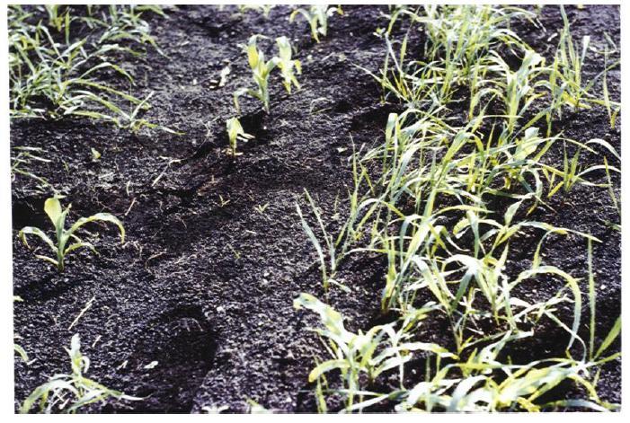 2) Bodenbildung in Moorböden