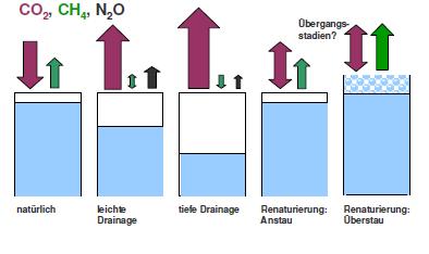 3b) Moorböden im Klimawandel Möglichkeiten und Grenzen klimaangepasster Nutzung hydromorpher Böden verbesserte Futterwerte, extensive Mutterkuhhaltung; Eutrophierung sinkende Futterwerte, Etablierung