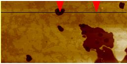 Lichtmikroskopische Aufnahme, (b) AFM-Aufnahme mit öhenprofil eines 20 x 10 µm2 großen Ausschnitts, aufgenommen im Tapping-Modus mit einer Scanrate von 0.5 z. ( Abb. 7.