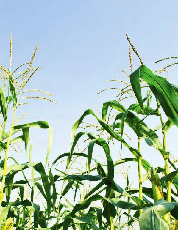 Auswirkungen auf den Ertrag Quilt Xcel hält die Blattfläche der Maispflanzen während der Abreife frei von nekrotischen Flecken und ermöglicht so Mehrerträge aufgrund uneingeschränkter und