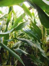Blattapparates des Maises bis zur Reife und Ernte sicherzustellen.