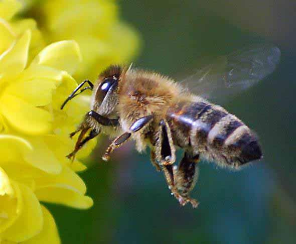 Agenda Die Rolle des Pollens im Bienenvolk Einfache Gewinnung Lagerung und