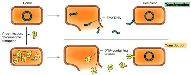 Taûi naïp (transduction) - DNA của tế bào cho được chuyển qua tế bào nhận bởi virut - Tải nạp chuyên biệt (specialized transduction): tải nạp trên một số gen